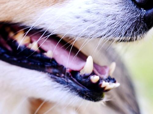 Dog Teething: Symptoms and Solutions to Relieve Discomfort